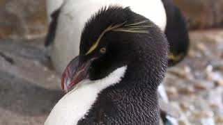 Southern rockhopper penguin (Osaka Aquarium KAIYUKAN, Osaka, Japan) August 12, 2022