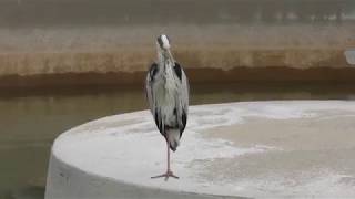 ペンギンプールの アオサギ (周南市徳山動物園) 2018年5月19日