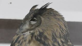 Eurasian eagle-owl (Kakegawa Kachouen, Shizuoka, Japan) December 10, 2017