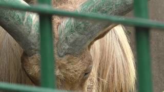 Aoudad (Fukuoka Municipal Zoo and Botanical Garden, Fukuoka, Japan) April 23, 2019