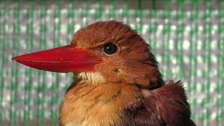 アカショウビン (多摩動物公園) 2019年1月18日