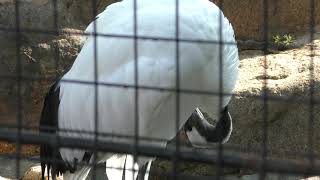 タンチョウ (王子動物園) 2019年10月27日