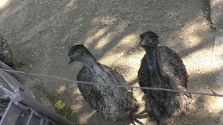 Emu Feeding Experience (SATSUKIYAMA ZOO, Osaka, Japan) November 3, 2017
