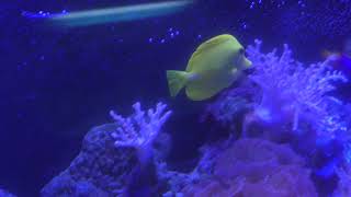 サンゴ水槽 (北里アクアリウムラボ ～ 北里大学海洋生命科学部ミニ水族館) 2018年11月30日