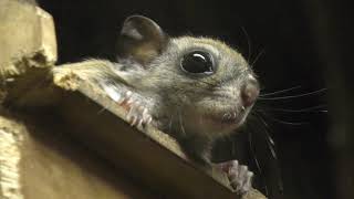 ニホンモモンガ (上野動物園・真夏の夜の動物園) 2018年8月10～16日
