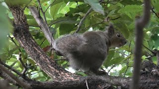 Japanese squirrel (Kurayoshi Park Square, Tottori, Japan) October 11, 2020