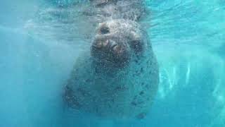 Spotted Seal & Gray Seal (TOBA AQUARIUM, Mie, Japan) August 13, 2022