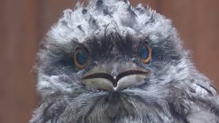Baby Tawny Frogmouth (KOBE ANIMAL KINGDOM, Hyogo, Japan) July 14, 2023