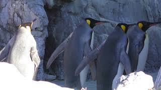 オウサマペンギン (葛西臨海水族園) 2017年12月17日