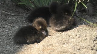 キンクロハジロ の雛 (京都市動物園) 2020年9月1日