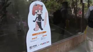 Lesser panda (Nagasaki Biopark, Nagasaki, Japan) December 23, 2017