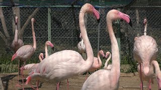 3種の フラミンゴ (池田動物園) 2019年2月26日