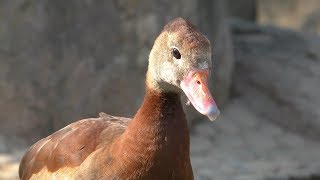 Black-bellied Whistling Duck (Kurume Bird Center, Fukuoka, Japan) April 19, 2019