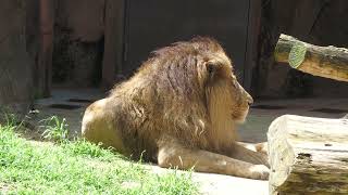 ライオン (天王寺動物園) 2023年6月3日