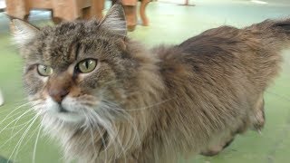 Cat house (Shirotori ZOO, Kagawa, Japan) March 1, 2019