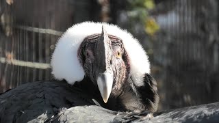 コンドル (天王寺動物園) 2020年12月23日