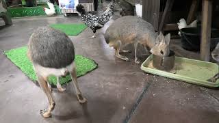 Mara (Metchaomoroi Zoo, Shiga, Japan) October 7, 2021