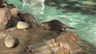 4 Asian short-clawed otter (Chiba Zoological Park, Chiba, Japan) October 20, 2018