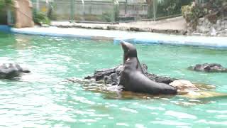 California sea lion (TENNOJI ZOO, Osaka, Japan) October 19, 2021