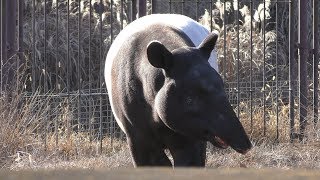 マレーバク (多摩動物公園) 2019年1月18日