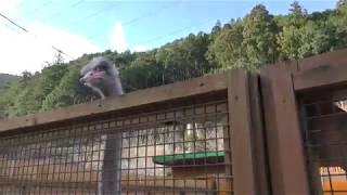 Common ostrich (Ouchiyama Zoo, Mie, Japan) January 3, 2018
