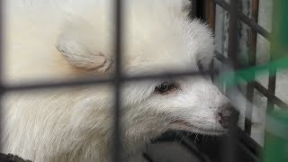 Japanese Raccoon Dog (Shunan City Tokuyama Zoo, Yamaguchi, Japan) April 26, 2019