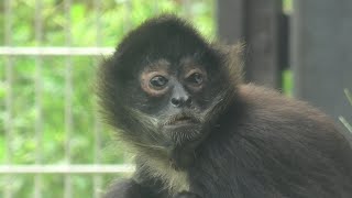 ジェフロイクモザル (東武動物公園) 2020年9月18日