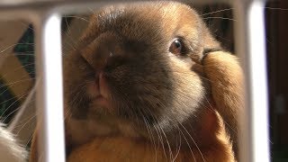 Rabbit (Koiwai Farm, Iwate, Japan) April 12, 2019