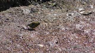 カワラヒワ (厳島・宮島) 2018年5月20日