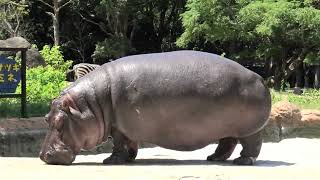 Hippopotamus (Toyohashi Zoo and Botanical Park, Aichi, Japan) January 1, 1970