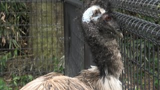 エミュー の『きらら』 (東武動物公園) 2020年9月18日