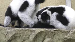 クロシロエリマキキツネザル (日立市かみね動物園) 2017年10月21日