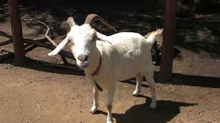カシミヤヤギ　Cashmere goat