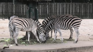 グラントシマウマ (東武動物公園) 2020年9月18日