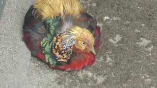 Golden Pheasant (Hakodate Park, Hokkaido, Japan) August 9, 2019