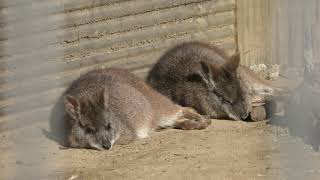 3匹の パルマワラビー (飯田市立動物園) 2019年1月19日