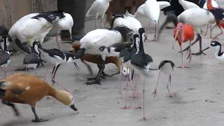 鳥たちの食事の時間 (神戸どうぶつ王国) 2018年9月15日
