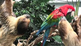 Linnaeus's two-toed sloth (KOBE ANIMAL KINGDOM, Hyogo, Japan) March 29, 2021