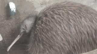 North Island brown kiwi (TENNOJI ZOO, Osaka, Japan) October 11, 2021