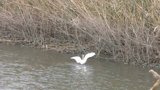 コサギ と アオサギ (東京港野鳥公園) 2018年12月2日