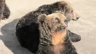 Ezo Brown Bear (Aso Cuddly Dominion, Kumamoto, Japan) December 7, 2019