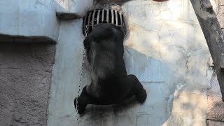 マレーグマ の『マーズ』と『マーサ』 (天王寺動物園) 2020年12月23日