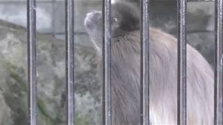 Brown Spider Monkey (OMIYA PARK ZOO, Saitama, Japan) February 4, 2018