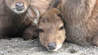 ヤクシカ (樽ヶ橋遊園) 2019年4月9日