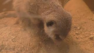 Meerkat (Sagamigawafureai Science Museum Aquarium, Kanagawa, Japan) November 30, 2018