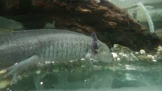 メキシコサラマンダー (浦安市交通公園 動物広場) 2023年8月4日