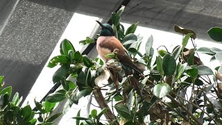 Northern Carmine Bee-eater (KOBE ANIMAL KINGDOM, Hyogo, Japan) April 23, 2021