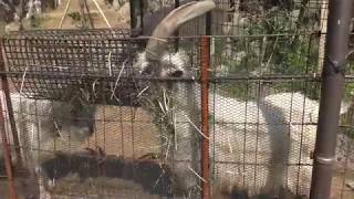ヤギ (伊豆シャボテン動物公園) 2018年4月22日
