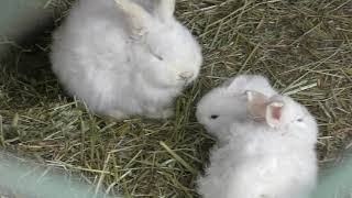 カイウサギ (樽ヶ橋遊園) 2019年4月9日