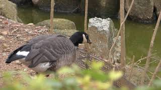 シジュウカラガン (埼玉県こども動物自然公園) 2018年2月3日